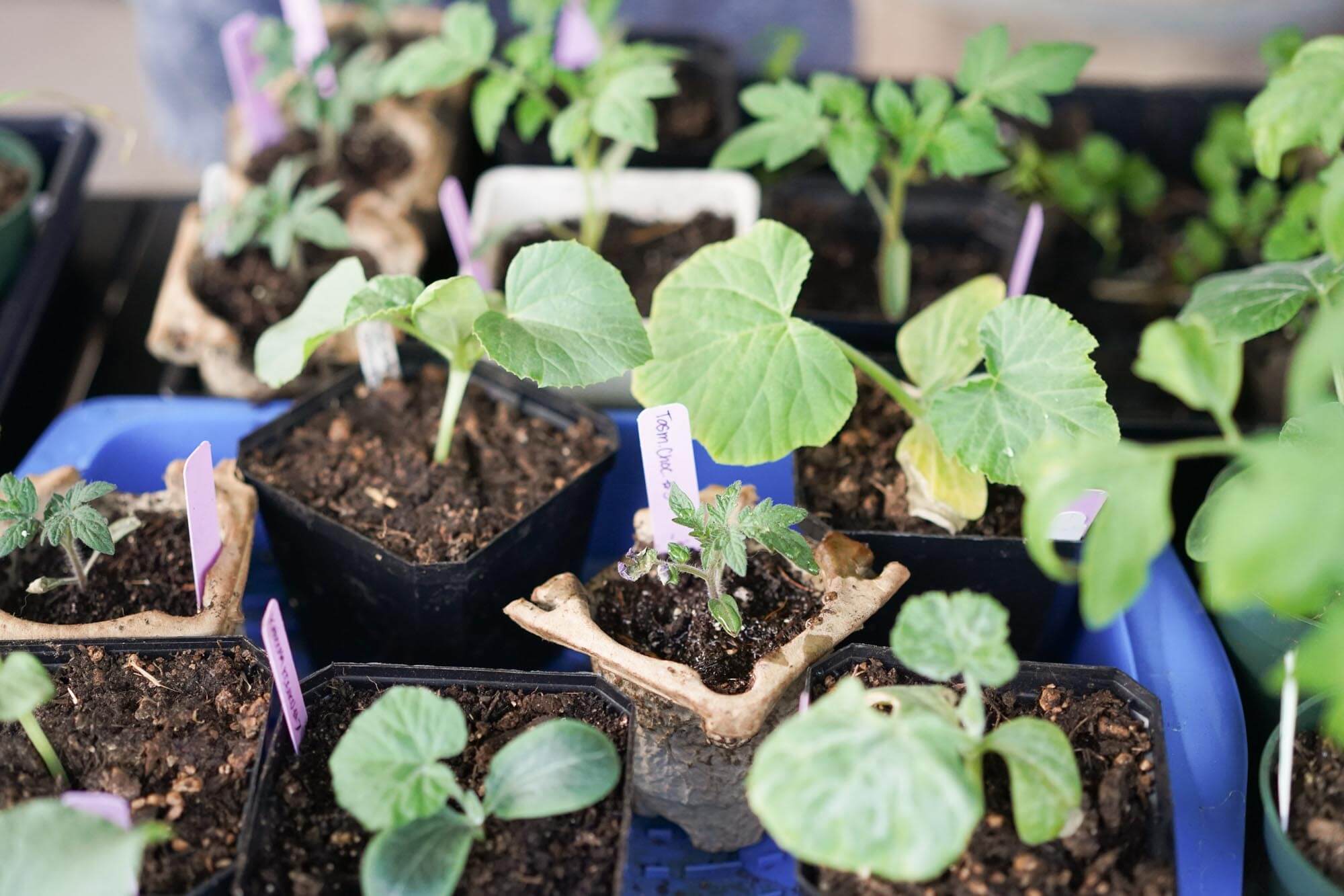 seedlings in small pots and a tray