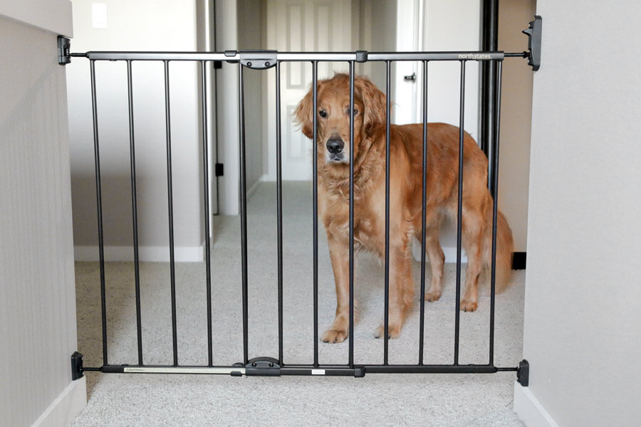 North States gate with dog