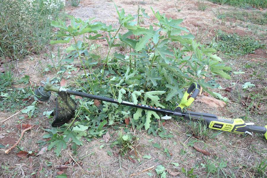 Ryobi defeated by figs