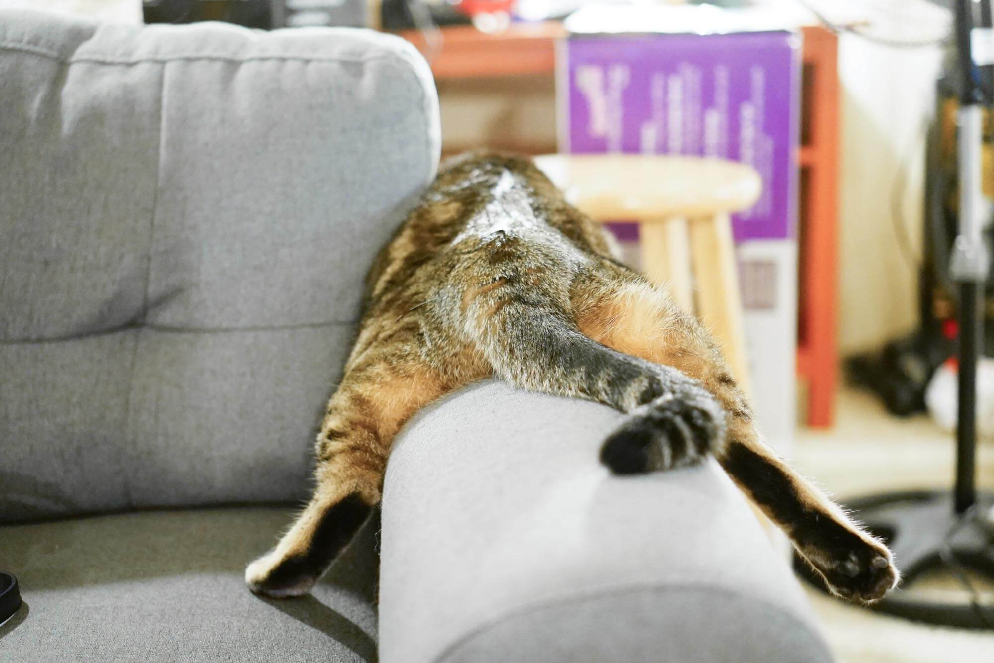 Jelly Bean laying on a couch's arm rest