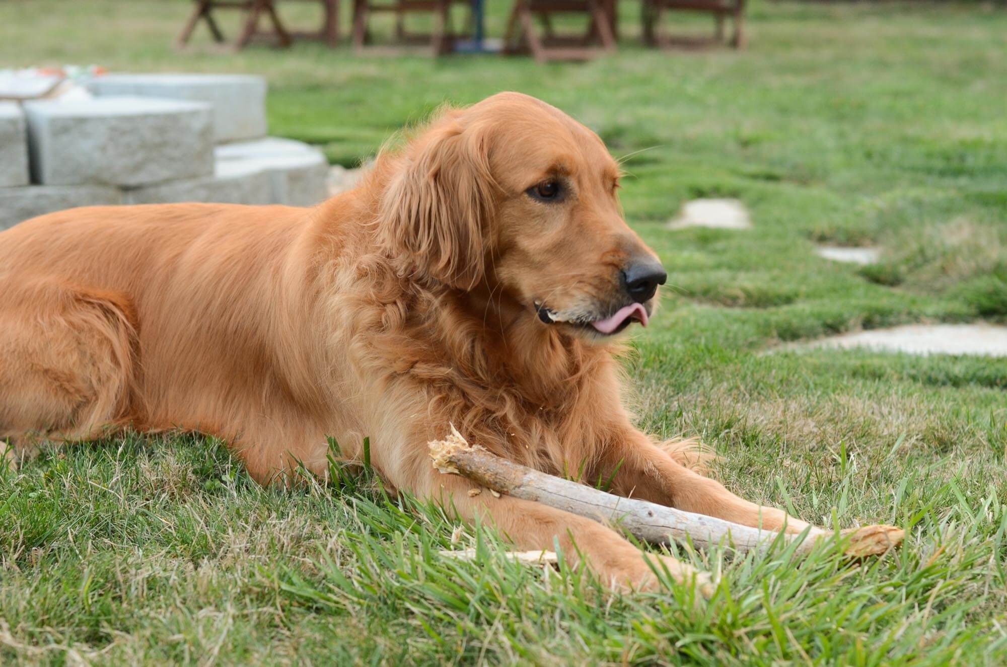 Golden retriever lying on grass