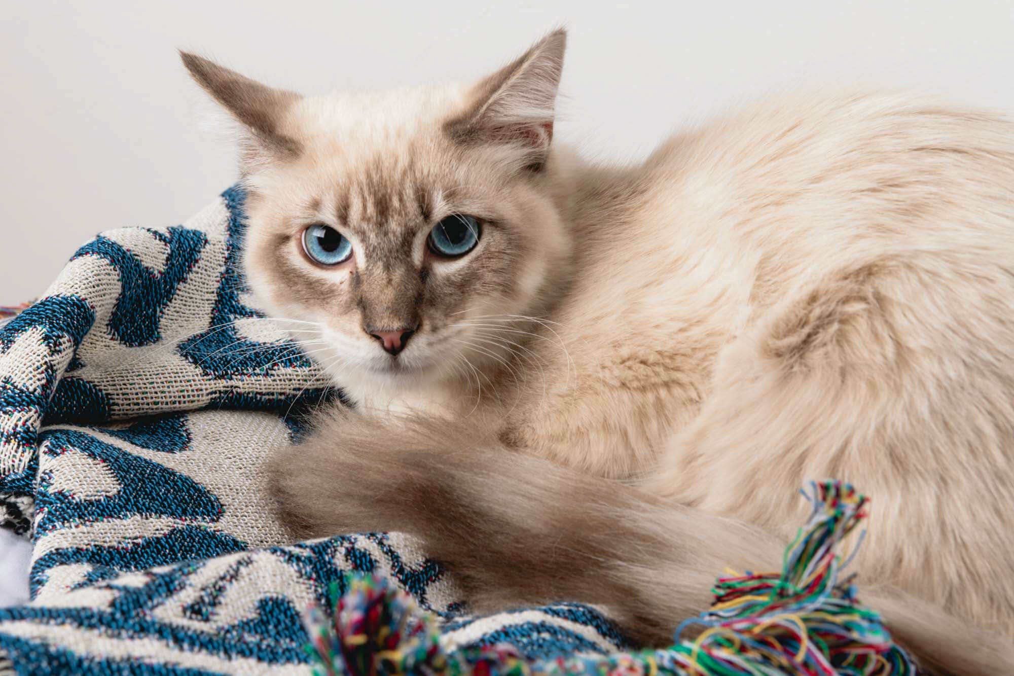 Siamese cat looking into camera