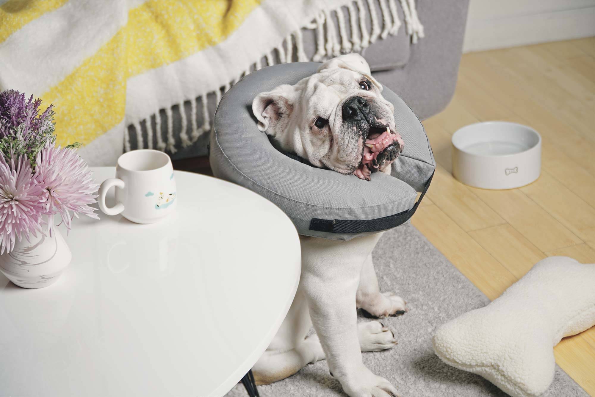 French bulldog with donut pad around neck