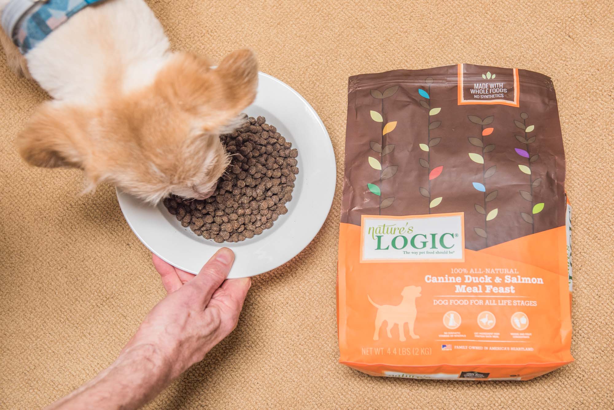 best dry dog food