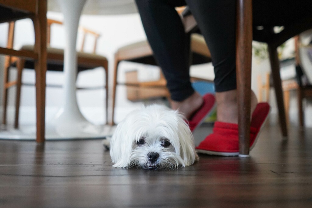 dog laying on the kitchen floor