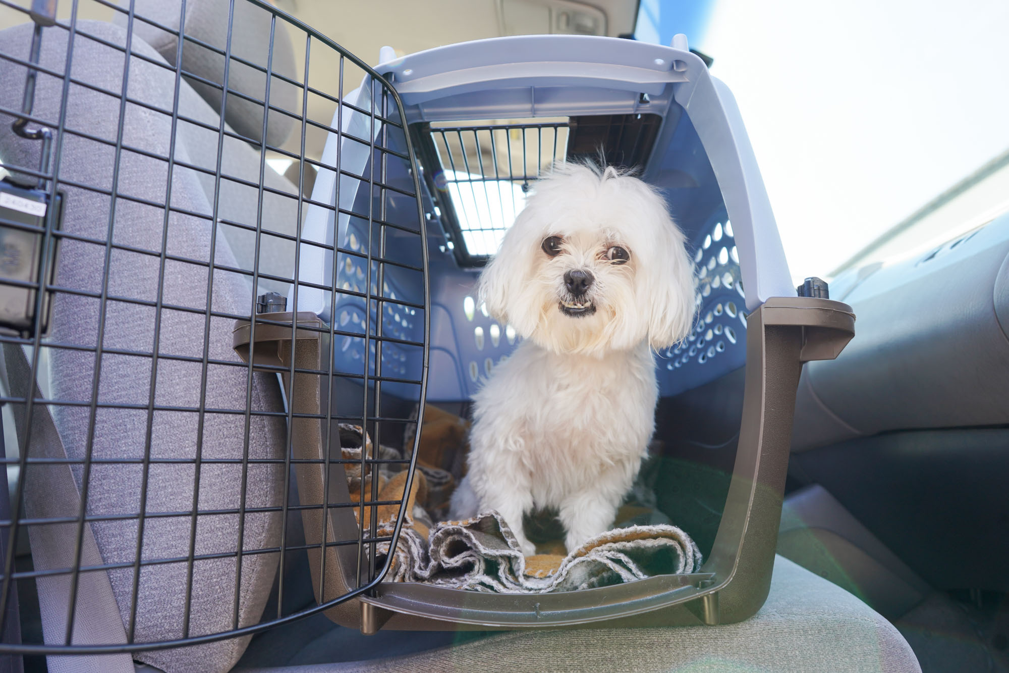 dog in a crate in the car