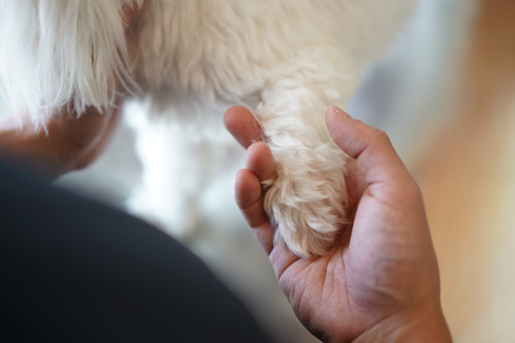 holding the paw of a dog 