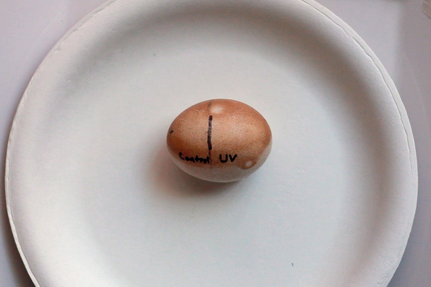 UV light egg test result