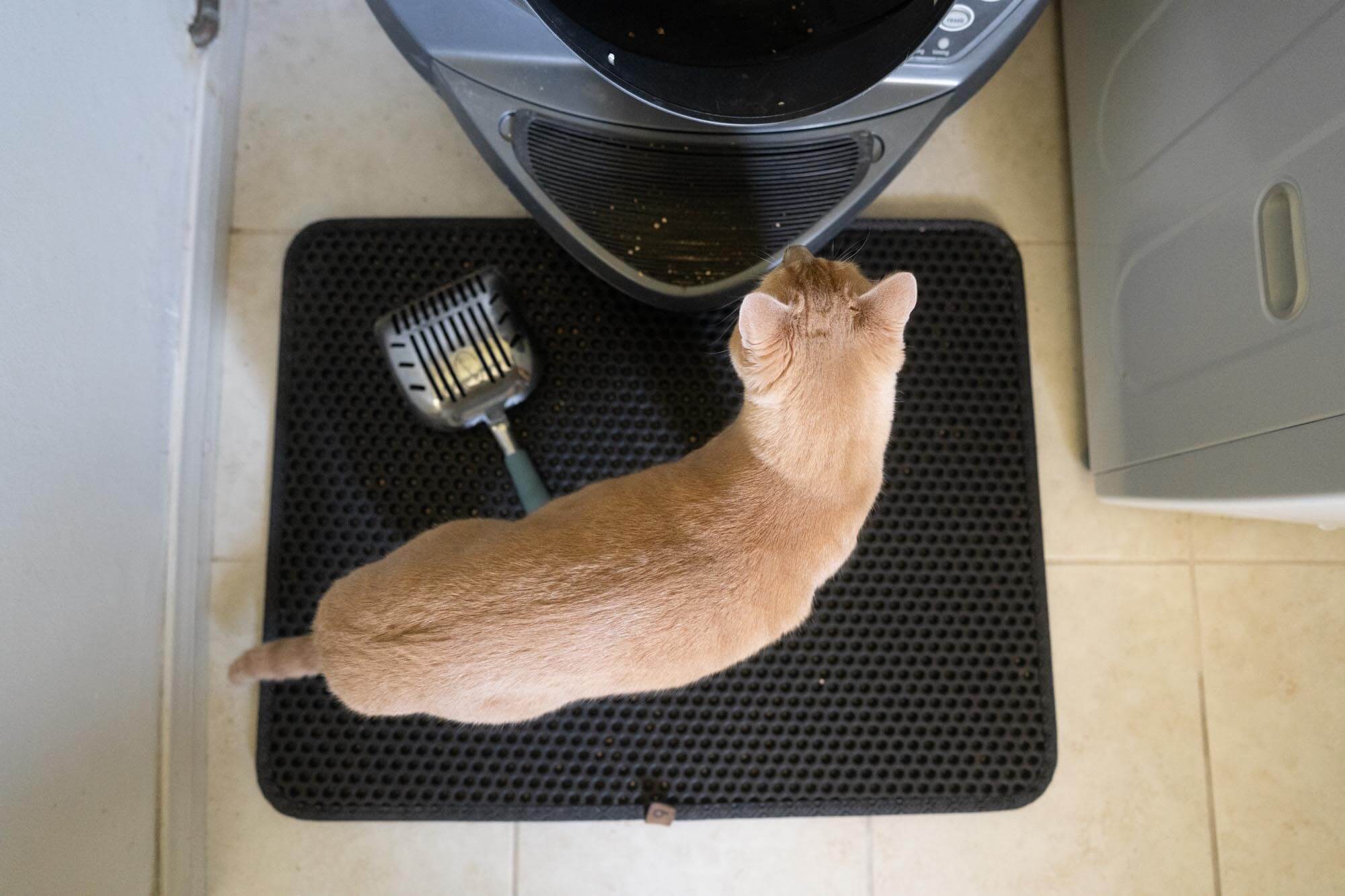 cat looking into Litter Robot