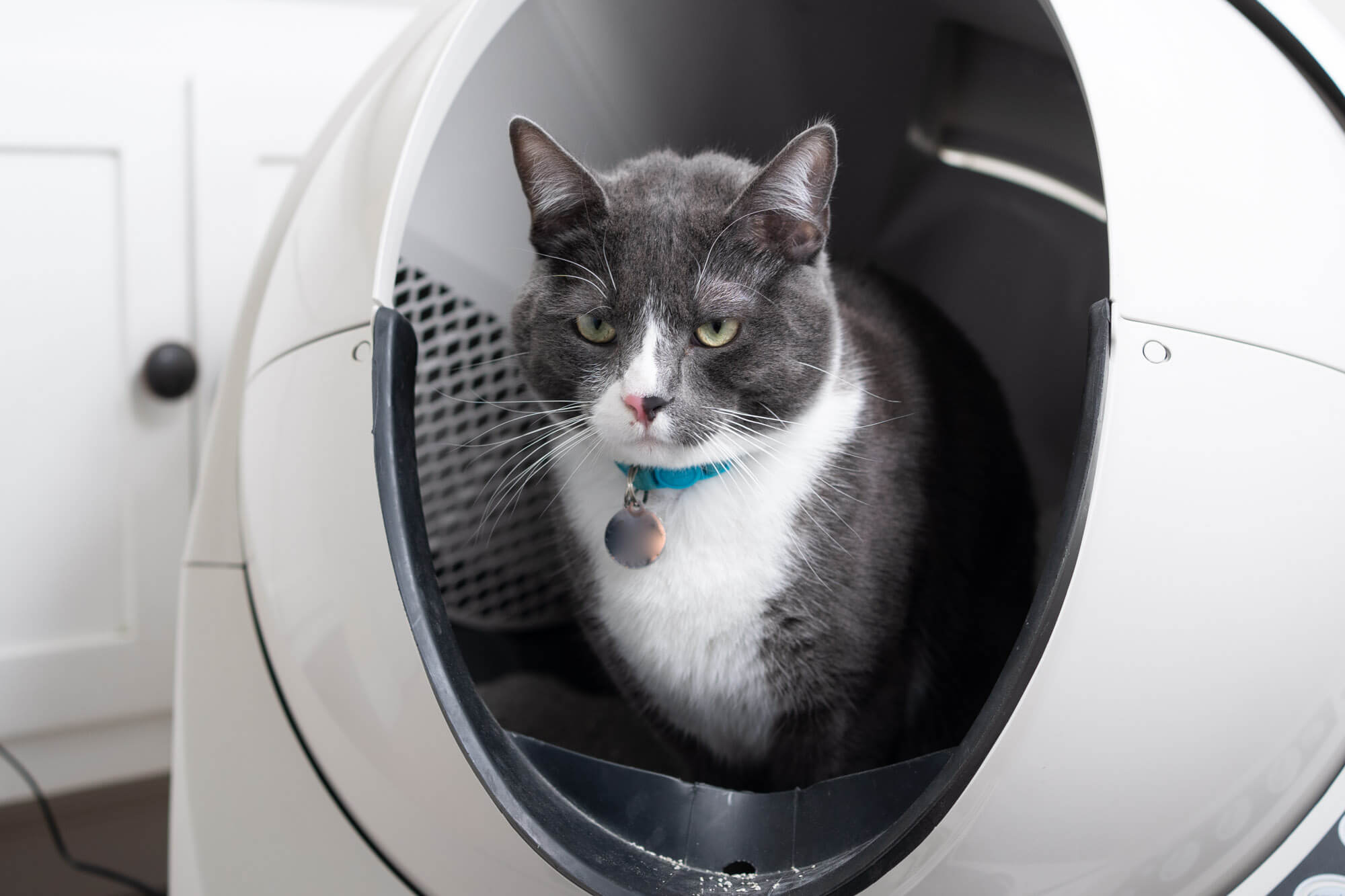cat sitting inside the Litter Robot