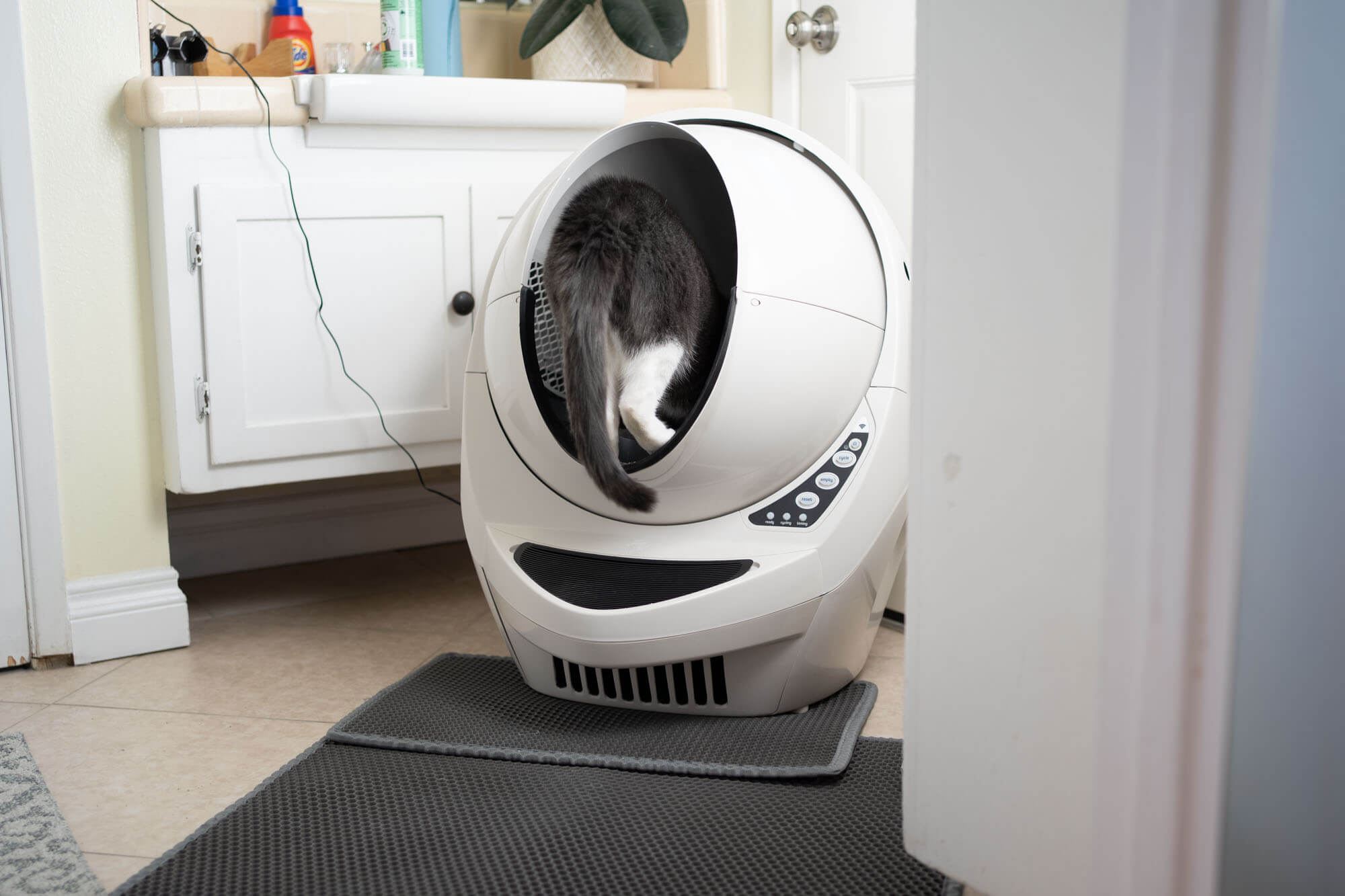 cat stepping into litter robot 3