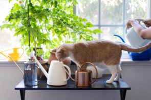 indoor watering cans