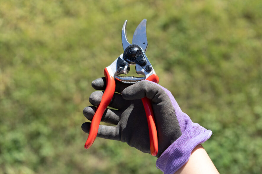 Felco F-6 pruning shears